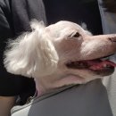 온리유 펫살롱 이미지