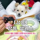 강릉;앨리스 이미지