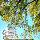 고흥숲속의바다 | 🌸 [가을사찰 여행 : 고흥 능가사] 코스모스와 단풍, 그리고 사색이 머무는 절