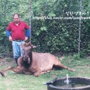 성환엘크사슴농장 이미지