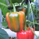 옥심농장 이미지