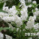 만첩