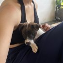 퍼피파라다이스 | 발리 짱구 퍼피요가, 예약방법 및 내돈내산 후기