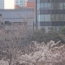 2025 4.5 석촌호수 벚꽃축제 실시간 후기 사진스팟, 주차장, 갤러리정보