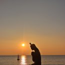 동백섬의 일출 이미지