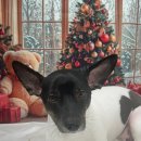 츄블리 펫 살롱 이미지