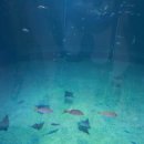 아쿠아플라넷 제주 이미지