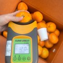 맛있는 부사 사과~조생귤 12,000원~토마토 이미지