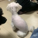 그레이스 그루밍 이미지