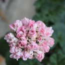 러블리몽 이미지