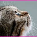 잠실베스트동물메디컬센터 이미지