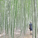 섬진강대숲길 이미지