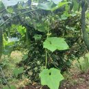 수세미의 효능 이미지