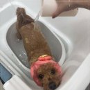 츄펫살롱 이미지