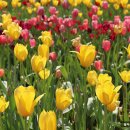 노래하는분수대 광장 | “2026 고양국제꽃박람회 예고편3탄 🌷 “수국과 샤스타데이지 천국일까?