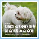 금빛동물수술센터 | 강서동물병원 강아지 십자인대 파열 및 슬개골 수술 후기 [젠틀리동물의료센터]