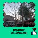 종려나무복지센터 | 주택나무제거 큰 나무 벌목 후기