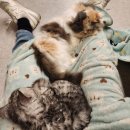 김포 야행성 심야 카페 후기 | 고양이 천국🐱