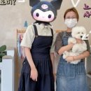 노노펫 이미지
