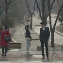 비율 Daum카페