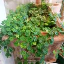 푸르메가살고있는곳 이미지