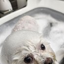 멜팅그루밍 이미지