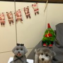 댕스투유 이미지