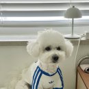 B.M.KOREA (비엠코리아) | 아디다스 펫 캘리 티셔츠 의류 사이즈 6kg 추천 매장 온라인 구매 후기