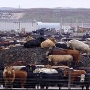 미국산 쇠고기 수입.. 인간 광우병이 현실로 ? 이미지
