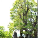 석부작박물관 이미지