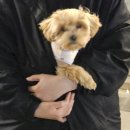 토리켄넬 | 강아지 분양 전 꼭 준비하세요 (애견유치원 사장이 실제 추천하는 필수용품)