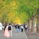 은행나무길 이미지