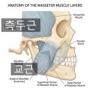 치과 턱 보톡스 가격 5곳 비교 충격 후기