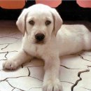 이쁜강아지 이미지