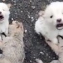 무지개다리 이미지