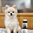 인메디칼 | 강아지눈영양제 노견영양제 추천! 반려견 눈 건강 관리! 페노비스 인캡슐 루테인 솔직 후기