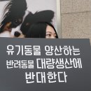 대전애견경매장 이미지