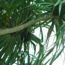 Pandanus odoratissimus(Umbrella tree, Screw pine, Screw tree) 이미지