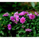 꽃의나라 이미지