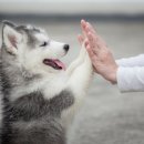 멍멍&DOG 이미지