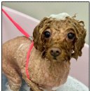 애견백화점 동탄점 이미지