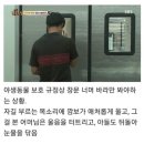 동물농장에 나왔던 긴팔원숭이 깜보 근황 이미지