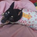 뿌리네 애견샵 이미지