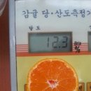 은과빈이네~ 일반조생 출하~ 11월 19일~ 바로 따서 당도 측정 결과 12.3 브릭스~ 맛나겟죠~~^^ 이미지