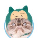 고양이 모자 이미지
