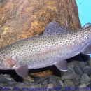 평창송어축제 이미지