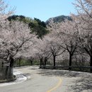 부귀리벗꽃 이미지