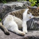 봄사랑 동물병원 이미지