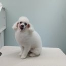 #the예쁘개 이미지