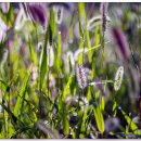 강아지풀 이미지